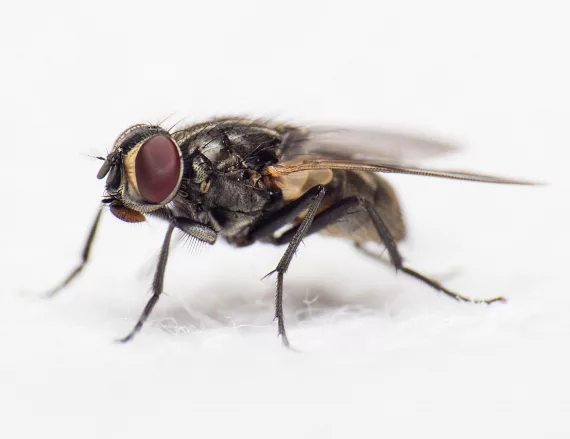 closeup view of house fly